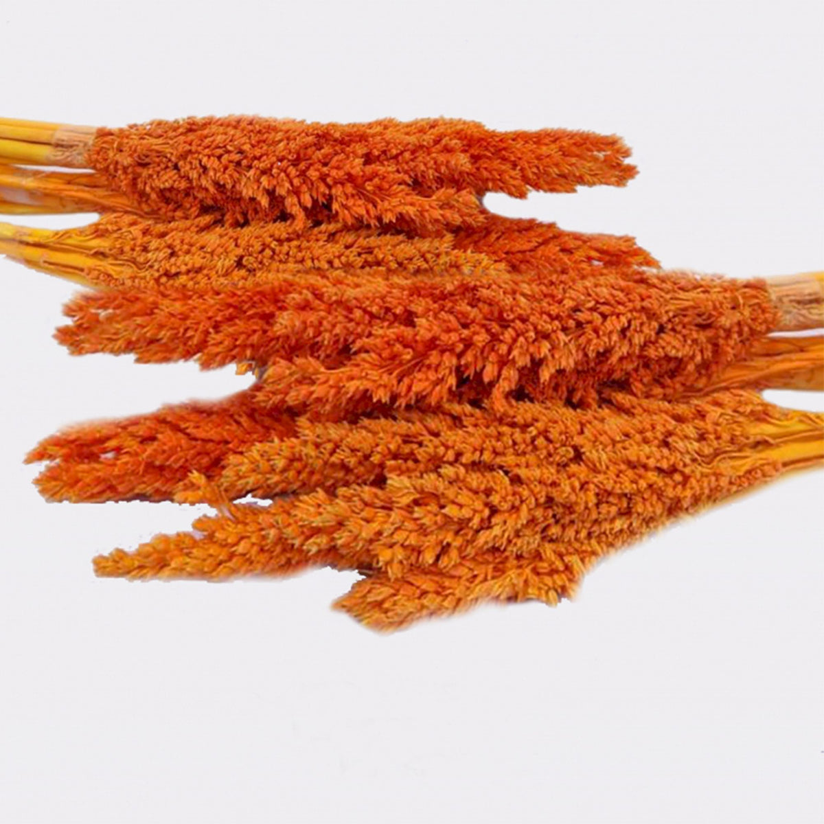 Cantal Grass Bunch - Orange-1