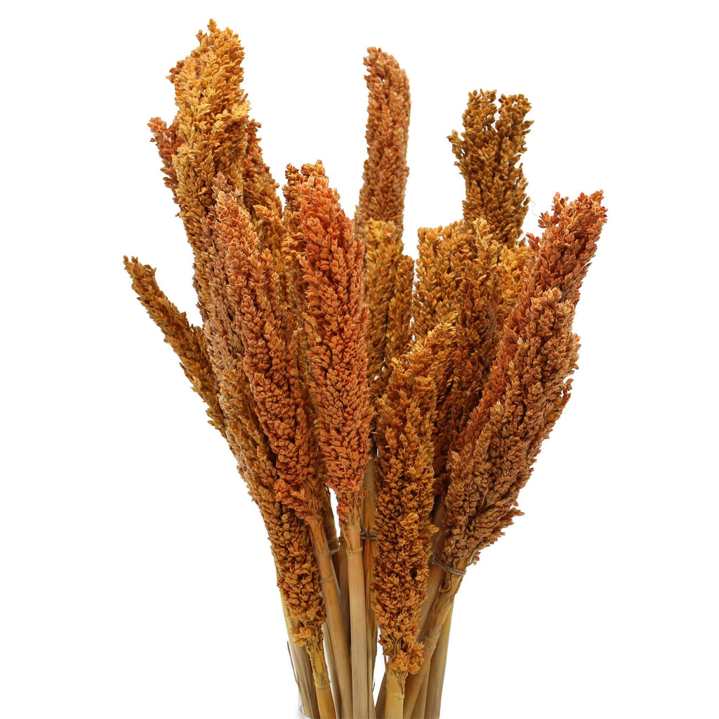 Cantal Grass Bunch - Orange-0
